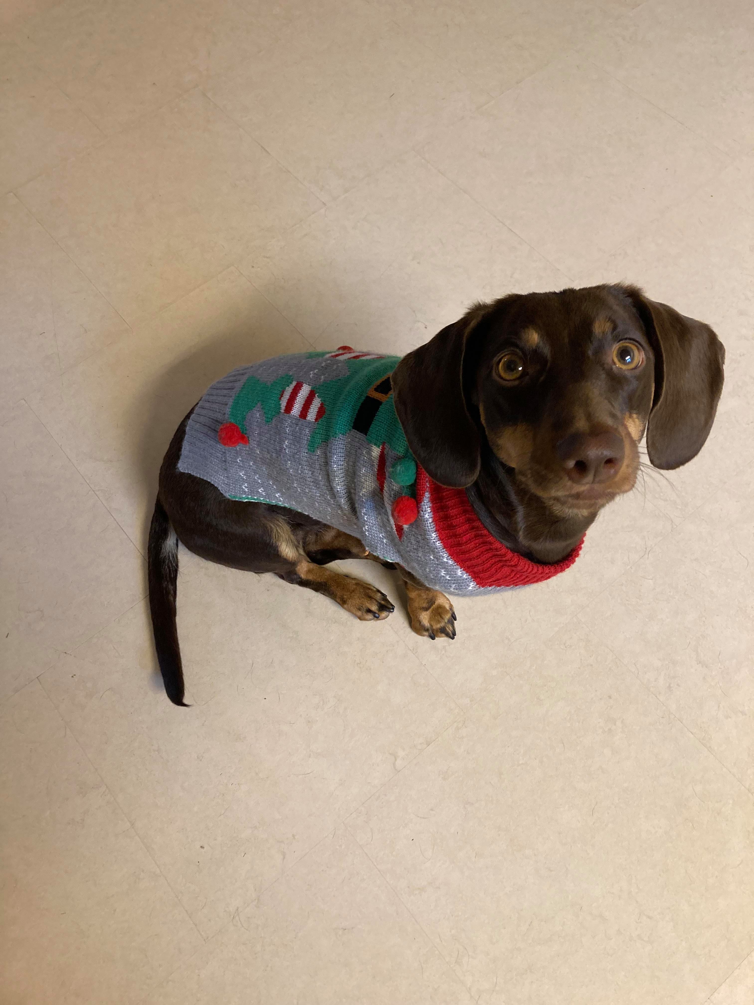En brun hund med en julesweater på.