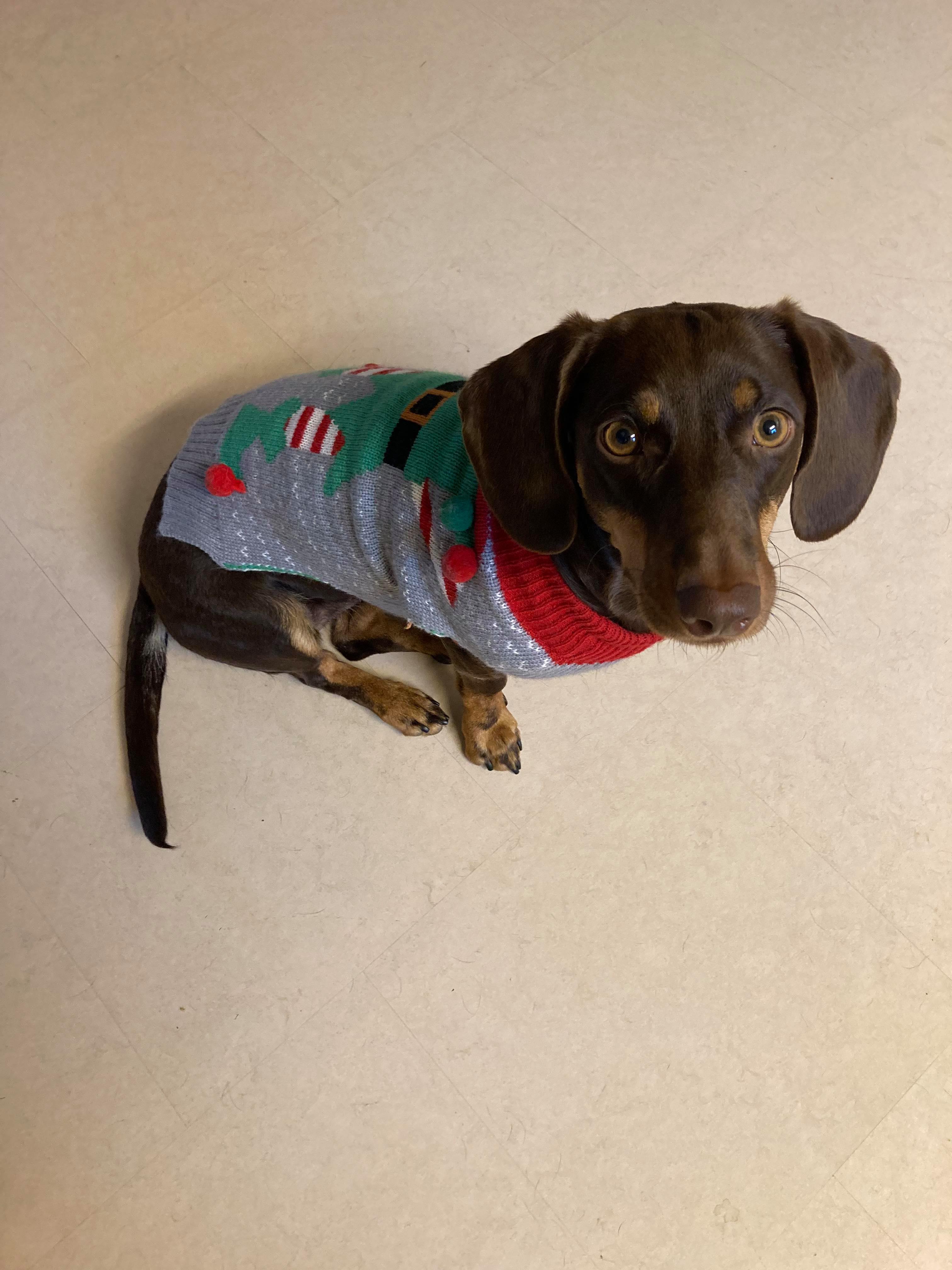 En hund med en grå julesweater på.