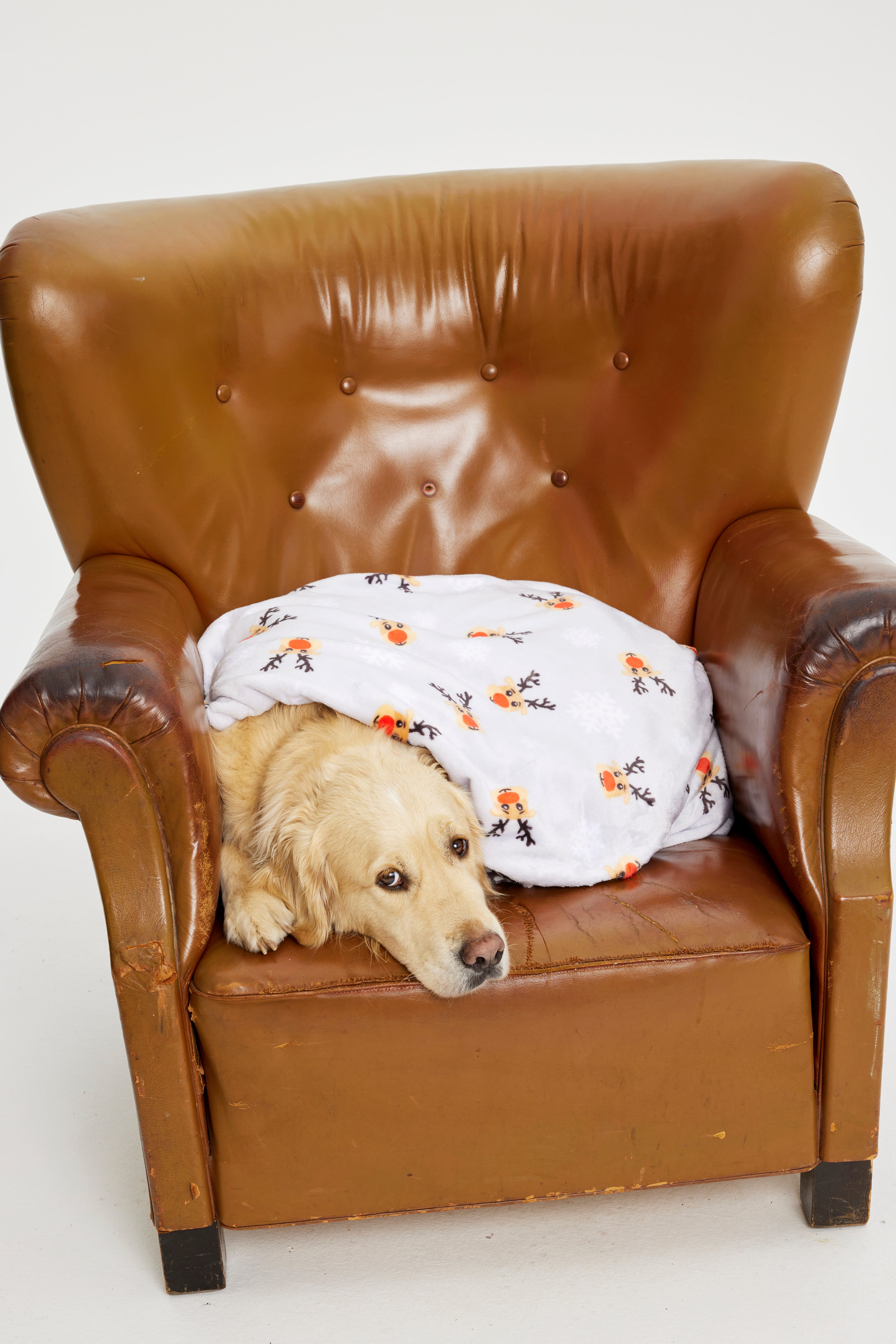Un chien avec une couverture de Noël.