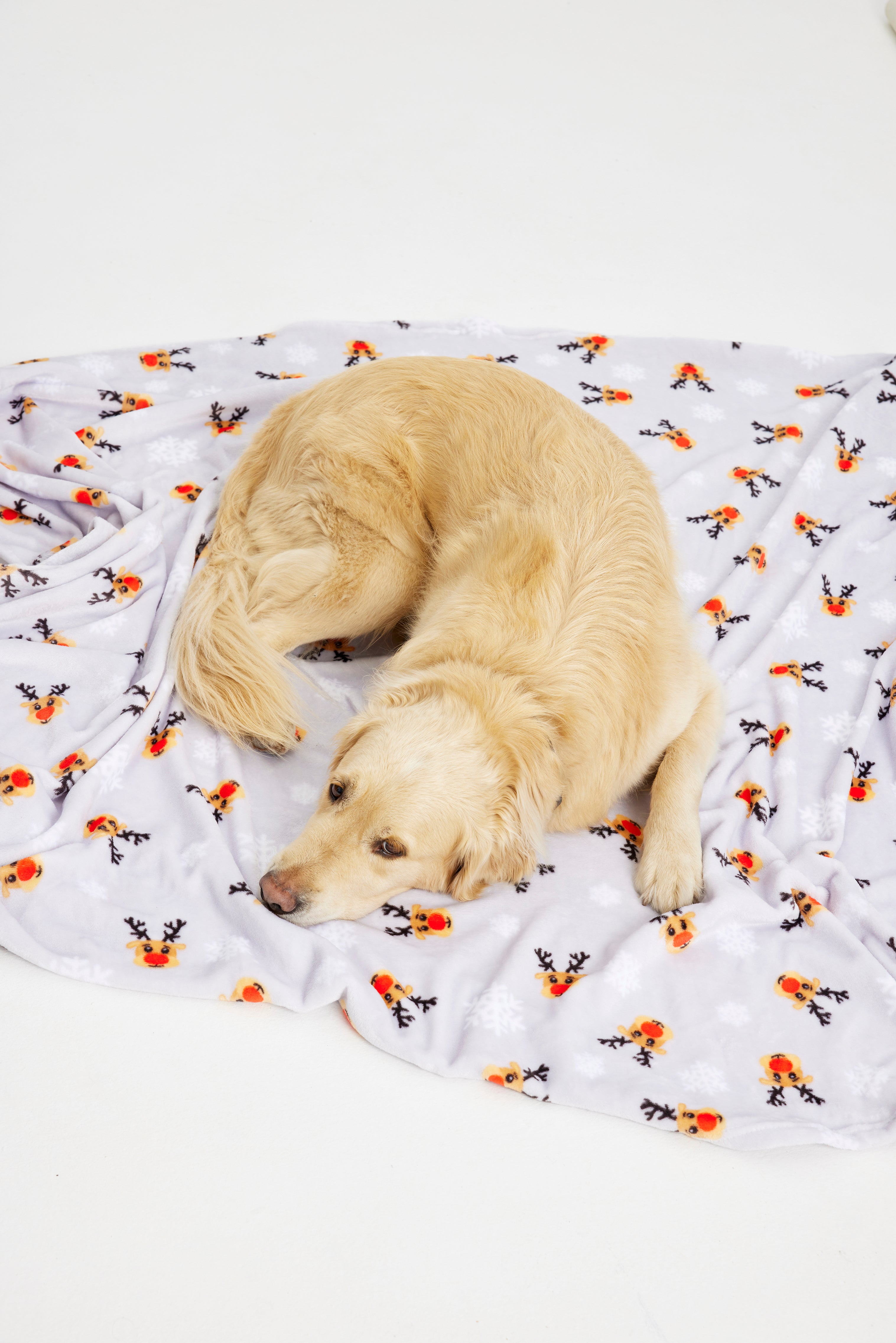 Un chien couché sur une couverture de Noël.