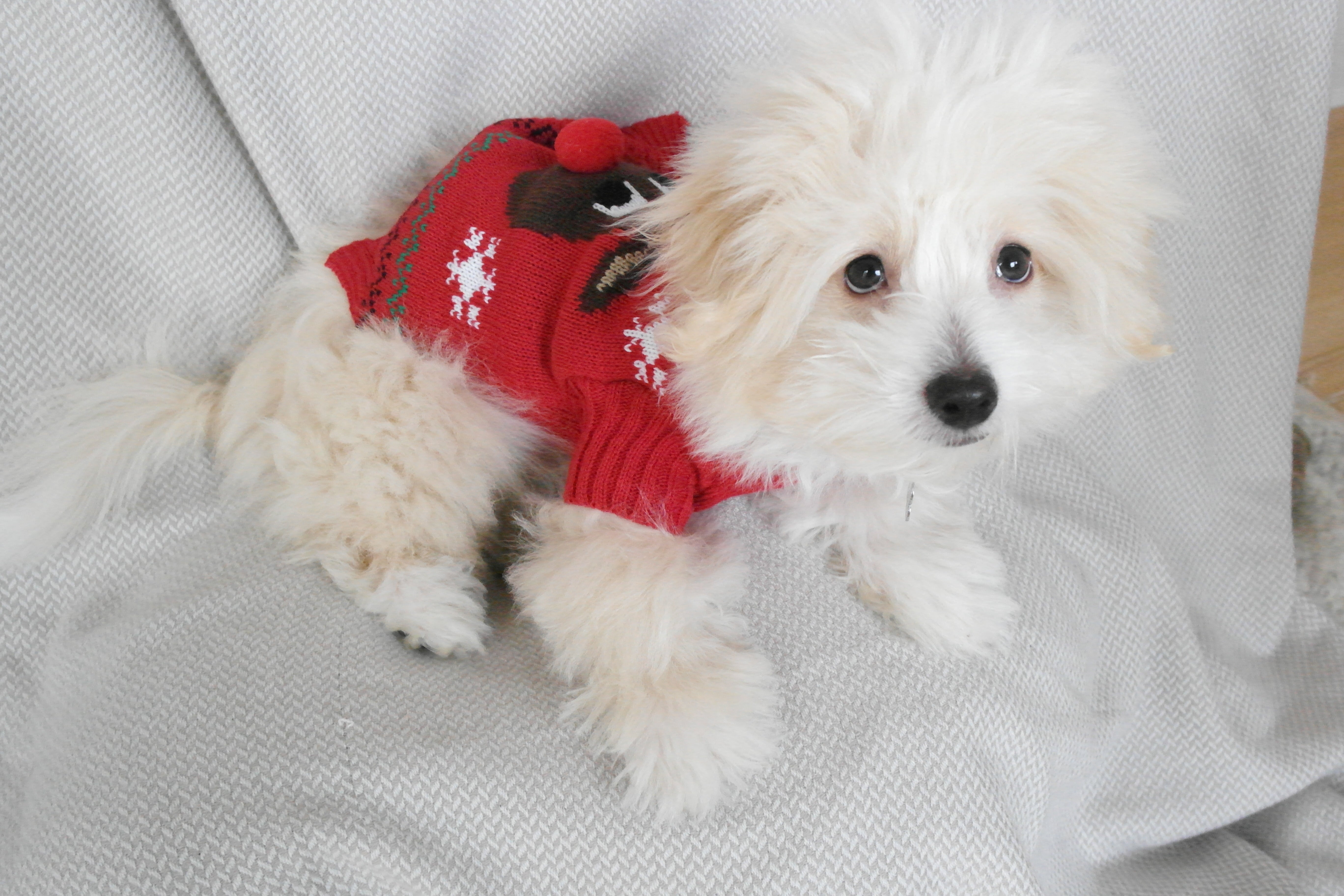 En hund med en rød julesweater.