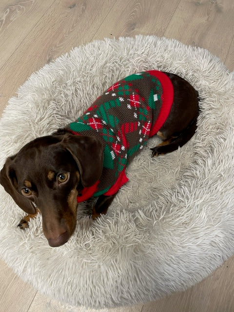 En sød, brun hund med en julesweater på.