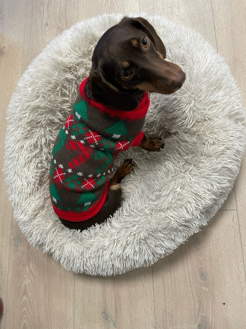 En hund med en julesweater på.